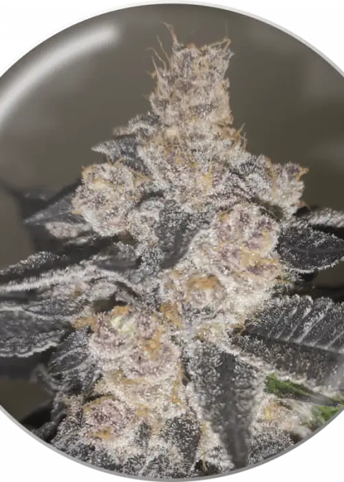 Gelato 242 by Medical Seeds, Photoperiod cannabis strain