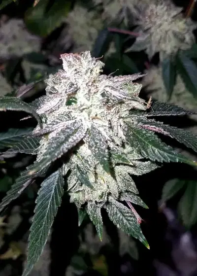 Gelato #33 x Zkittlez Cake by Jungle Boys, Photoperiod cannabis strain