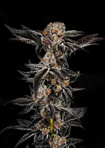 Gelato #33 by Cookies Seed Bank, Photoperiod cannabis strain