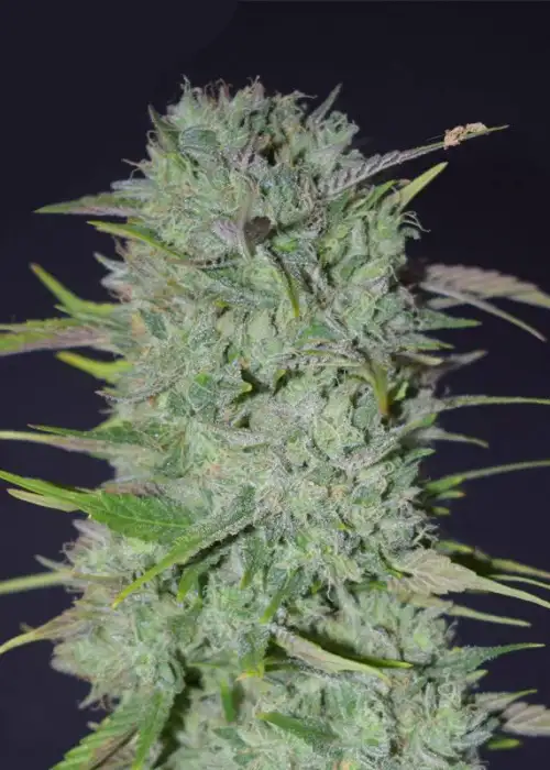 Gelato #41 Olandese by Dutchfem, Photoperiod cannabis strain