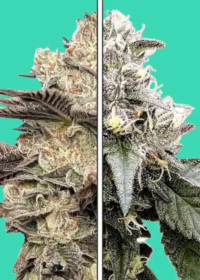 Gelato 41 x Red Velvet by Nupeddler, Photoperiod cannabis strain
