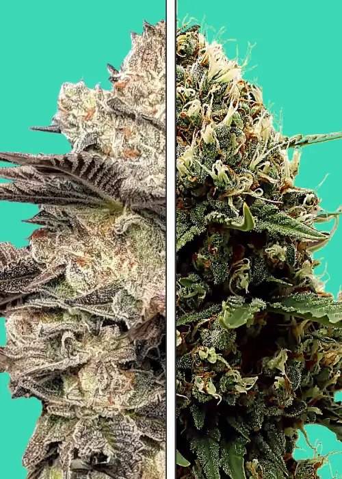 Gelato 41 x Runtz by Nupeddler, Photoperiod cannabis strain
