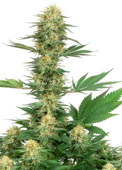 Gelato #420 by White Label, Photoperiod cannabis strain