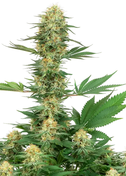 Gelato #420 by White Label, Photoperiod cannabis strain