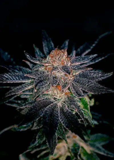 Gelato#47 by Positronics Seeds, Photoperiod cannabis strain
