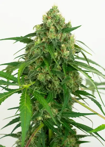 Gelato #51 by WeedSeedShop, Photoperiod cannabis strain