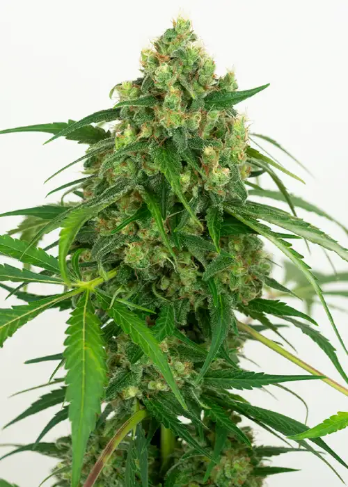 Gelato #51 by WeedSeedShop, Photoperiod cannabis strain
