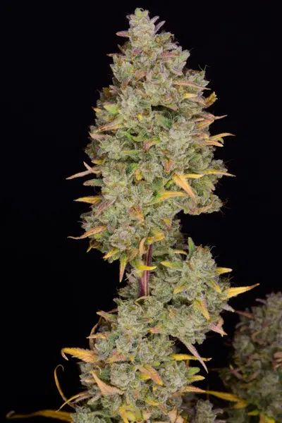 Gelato Auto by Fast Buds, Autoflower cannabis strain