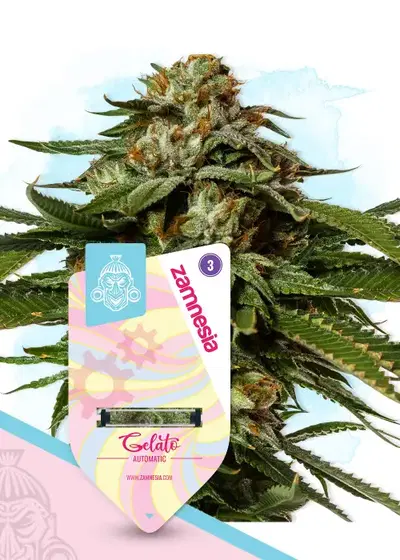 Gelato Automatic cannabis strain