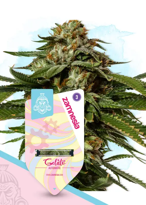 Gelato Automatic by Zamnesia Seeds, Autoflower cannabis strain