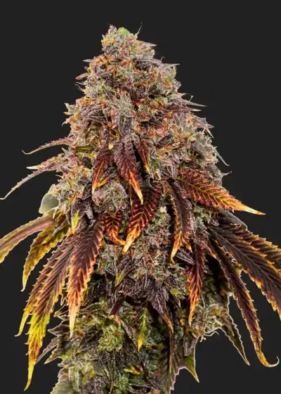 Gelato bin Laden Autoflower by President Seeds, Autoflower cannabis strain
