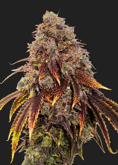 Gelato bin Laden by President Seeds, Photoperiod cannabis strain