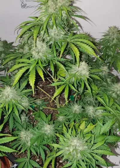 Gelato Cake auto by Captain Red Beard Seeds, Autoflower cannabis strain