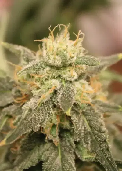 Gelato Chem by New420Guy Seeds, Photoperiod cannabis strain