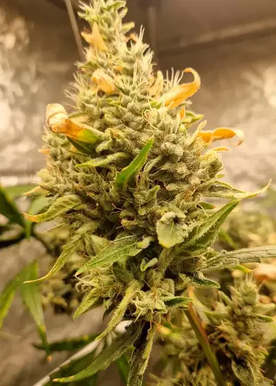 Gelato Cookies by Ganja Farmer, Photoperiod cannabis strain