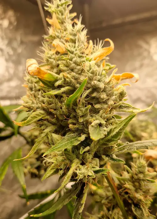 Gelato Cookies by Ganja Farmer, Photoperiod cannabis strain
