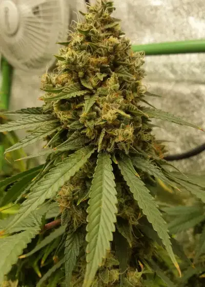 Gelato Feminized by MSNL Seeds, Photoperiod cannabis strain