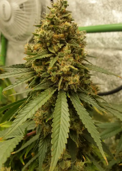 Gelato Feminized by MSNL Seeds, Photoperiod cannabis strain