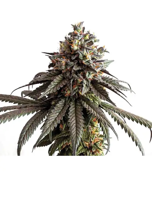 Gelato genetics fem by IZI Seeds, Photoperiod cannabis strain