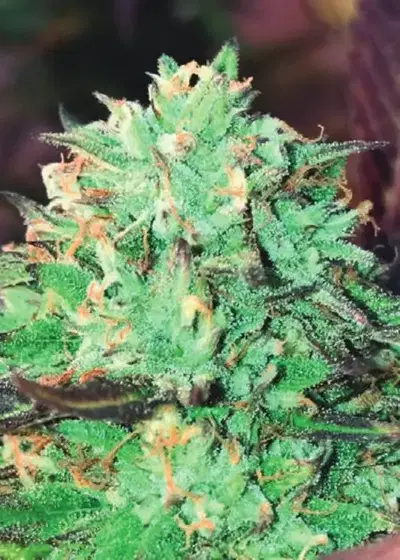 Gelato Royal by The Kush Brothers, Photoperiod cannabis strain