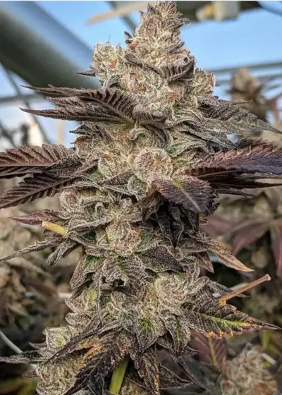 Gelato S1 by Mosca Seeds, Photoperiod cannabis strain