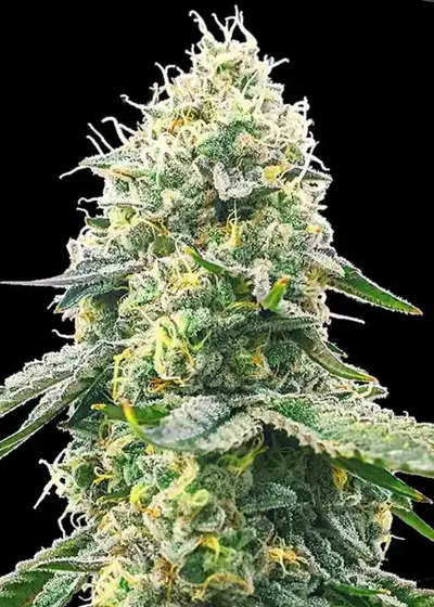 Gelato Samba by BulkSeedBank, Photoperiod cannabis strain