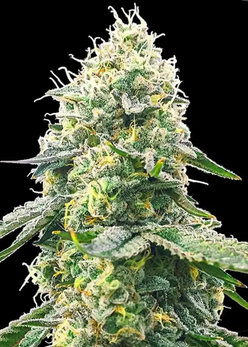Gelato Samba by BulkSeedBank, Photoperiod cannabis strain