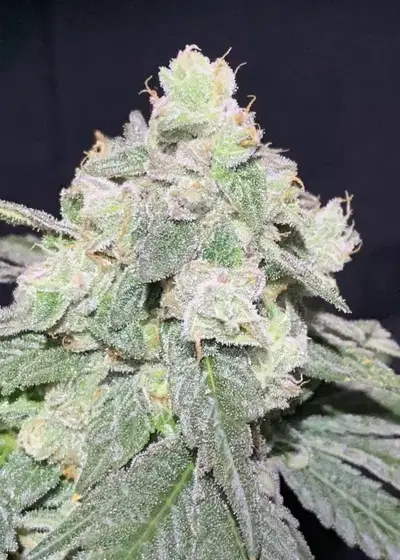 Gelato Sorbet by DNA Genetics, Photoperiod cannabis strain
