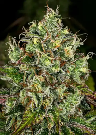 Gelato White by WeedSeedShop, Photoperiod cannabis strain