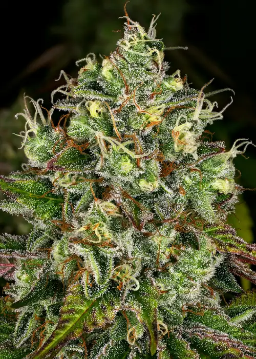 Gelato White by WeedSeedShop, Photoperiod cannabis strain