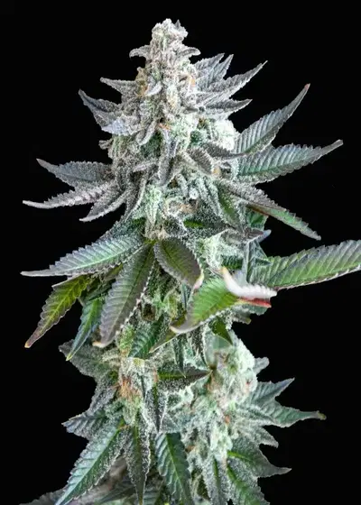 Gelato Zkittlez Feminized by Club Riot Seeds, Photoperiod cannabis strain