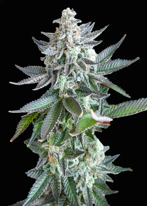 Gelato Zkittlez Feminized by Club Riot Seeds, Photoperiod cannabis strain