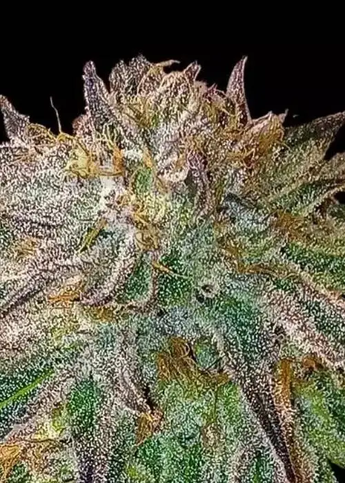 Gelatto by GB Strains, Photoperiod cannabis strain