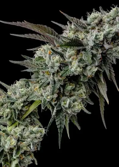 Georgia Apple Pie cannabis strain