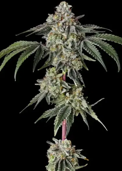 Georgia Pie S1 by Raw Genetics, Photoperiod cannabis strain