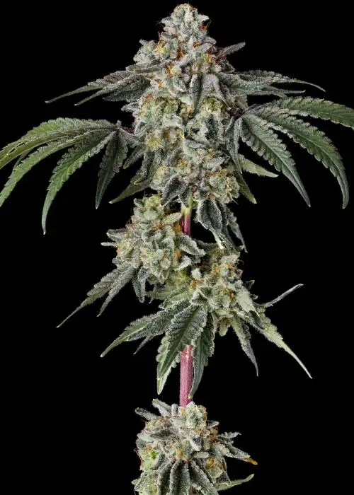 Georgia Pie S1 by Raw Genetics, Photoperiod cannabis strain
