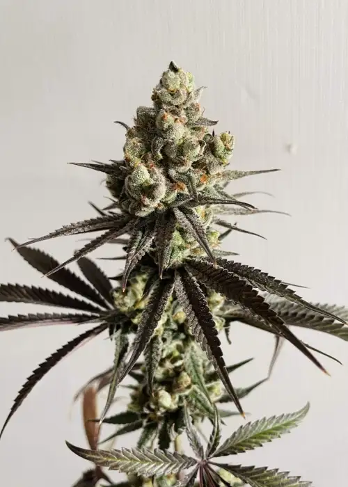 Georgia Pie V2 by The Kush Brothers, Photoperiod cannabis strain