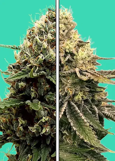 Georgia Pie x Runtz by Nupeddler, Photoperiod cannabis strain