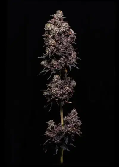 Geta Z by Nasha Genetics, Photoperiod cannabis strain