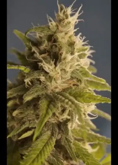 GG 1 by House of the Great Gardener, Photoperiod cannabis strain