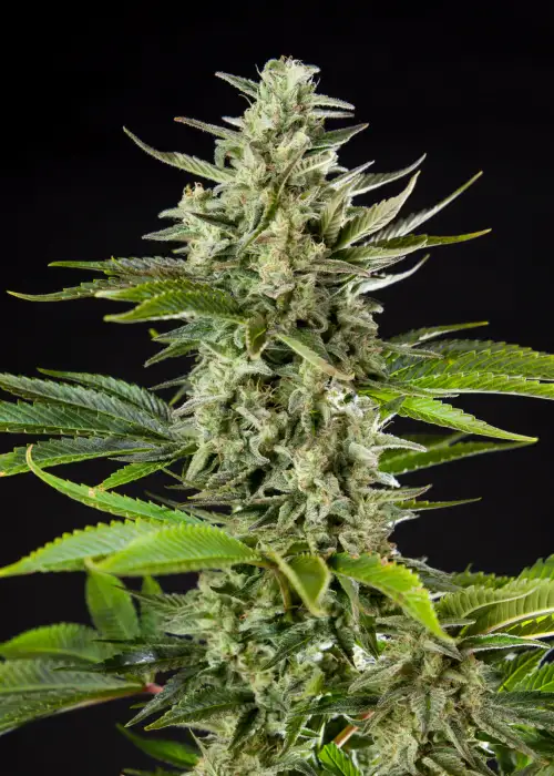 GG Express by Master Sensei Genetics, Photoperiod cannabis strain