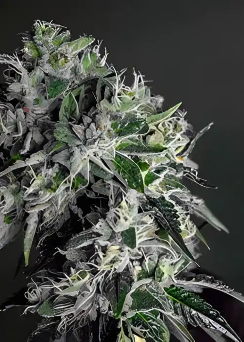 GG x Thin Mint by Sensible Seeds, Photoperiod cannabis strain