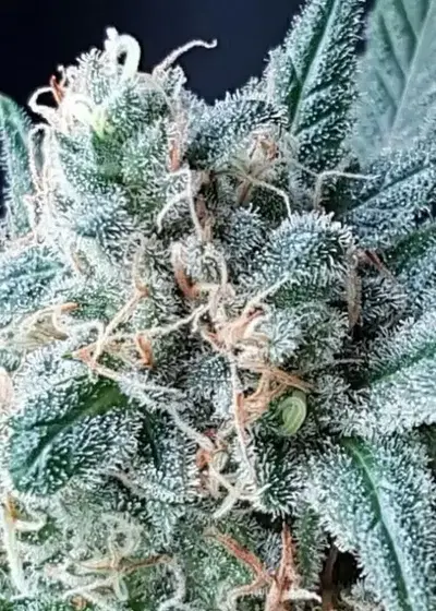 GG4 Auto by Lineage Genetics, Autoflower cannabis strain