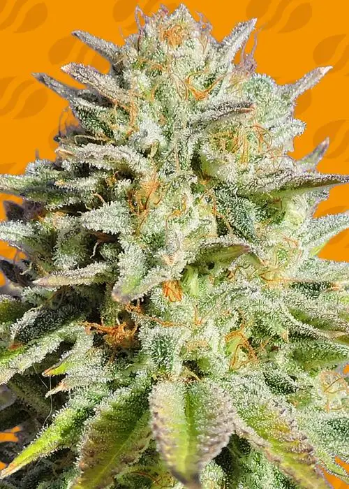 GG4 Original Glue by Original Sensible Seeds, Photoperiod cannabis strain