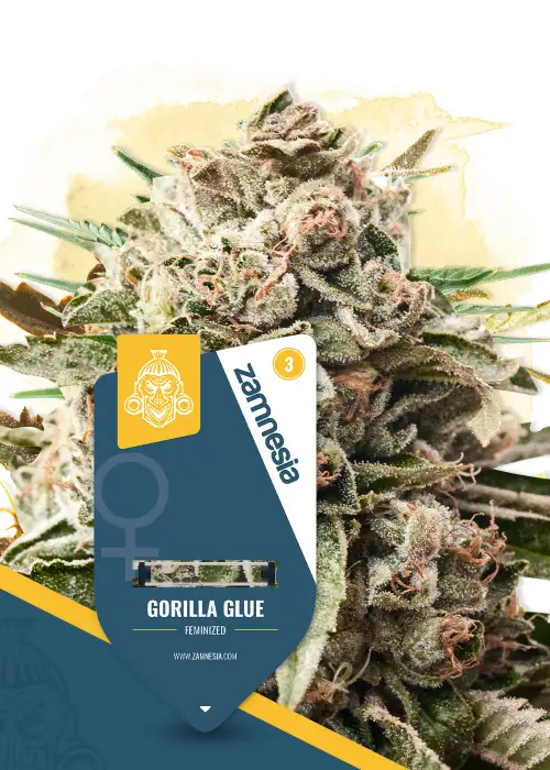 GG#4 by Canuk Seeds, Photoperiod cannabis strain