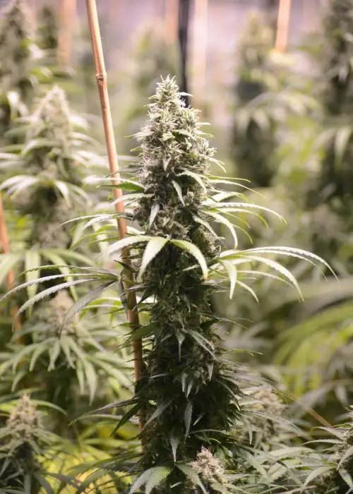 Ghani AF by House of the Great Gardener, Autoflower cannabis strain