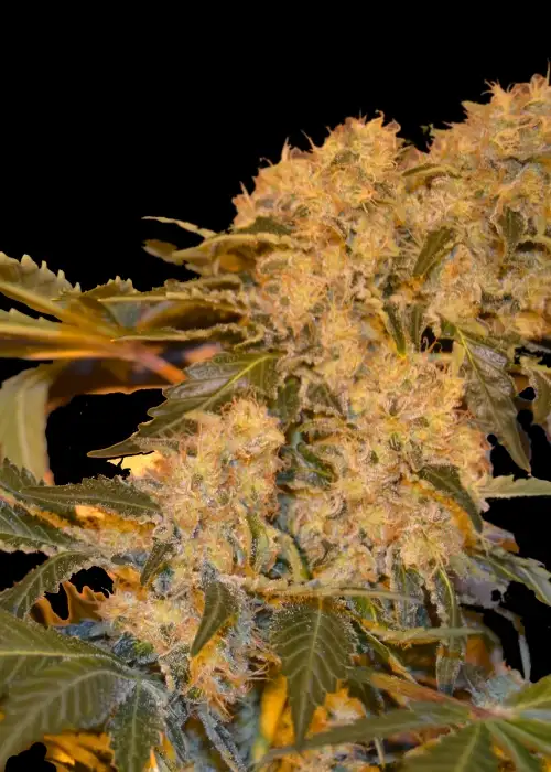 Ghingis Khan by VIP Seeds, Photoperiod cannabis strain