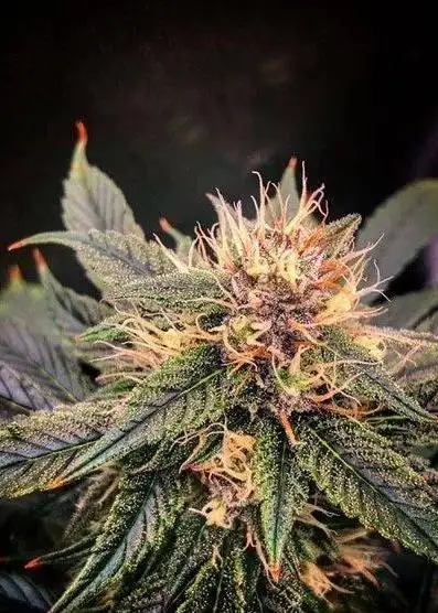 Ghost Beach by Crossbone Genetics, Autoflower cannabis strain