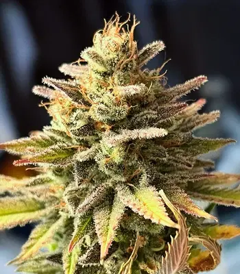 Ghost Chem OG by Seedkeepers, Autoflower cannabis strain