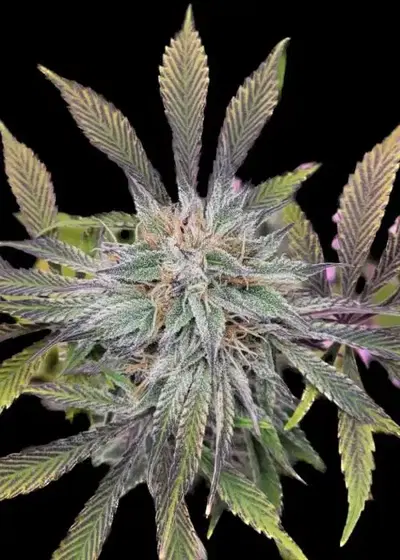 Ghost OG by Crossbone Genetics, Autoflower cannabis strain